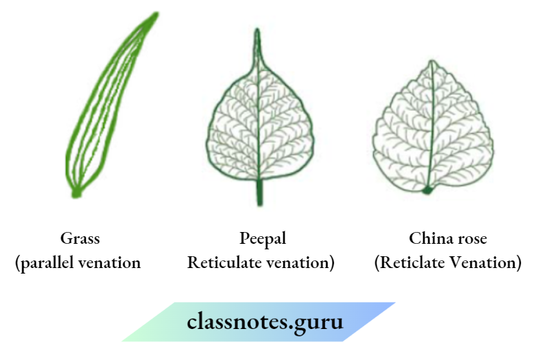Class 6 Science Chapter 4 Chapter 4 Getting To Know Plants Types Of Venations