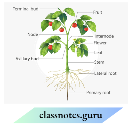 Class 6 Science Chapter 4 Getting To Know Plants Funtions And Parts Of A Plant