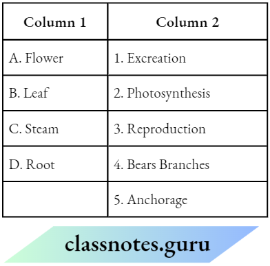 Class 6 Science Chapter 4 Getting To Know Plants Match the coloumn 1 and column 2.2