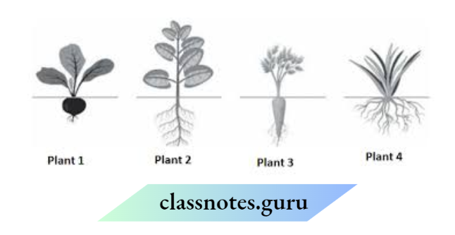 Class 6 Science Chapter 4 Getting To Know Plants The Four different plants