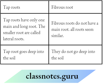 Class 6 Science Chapter 4 Getting To Know Plants The differents between tap root and fibrous root