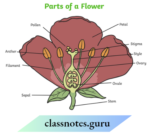 Class 6 Science Chapter 4 Getting To Know Plants Types Of A Flower
