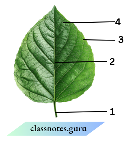 Class 6 Science Chapter 4 Getting To Know Plants leaf