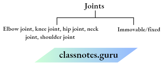 Class 6 Science Chapter 5 Body Movements Joints
