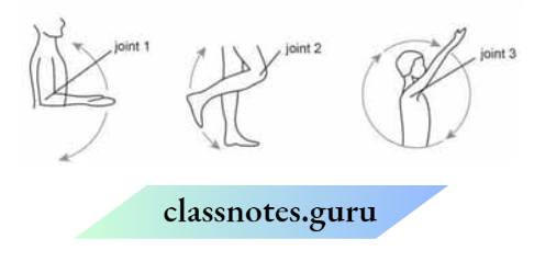 Class 6 Science Chapter 5 Body Movements The Movement Of The Bones In each Joint