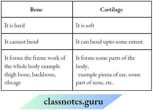 Class 6 Science Chapter 5 Body Movements The difference between Bone And Cartilage