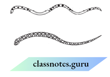 Class 6 Science Chapter 5 Body Movements Two snakes of the same size slithering on sand