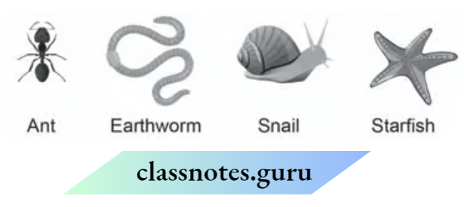 Class 6 Science Chapter 6 The Living Organisms Ant, Earthworm, snail, star fish