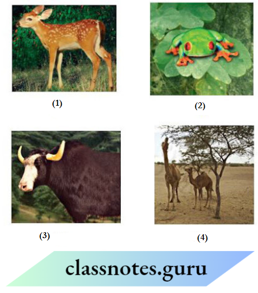 Class 6 Science Chapter 6 The Living Organisms Grassland, Moutain, Desert, Pond, River