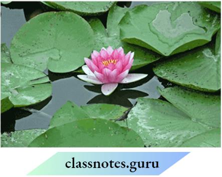 Class 6 Science Chapter 6 The Living Organisms In A lotus Plant That helps it to adapt to an aquatic habitat