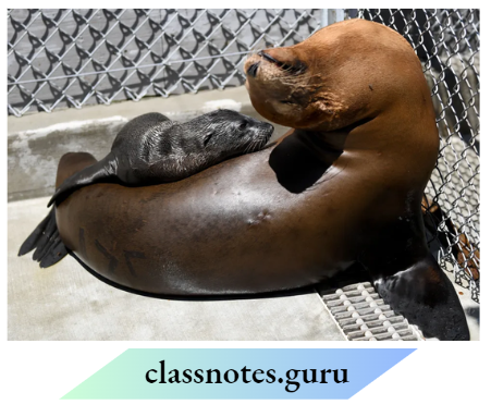 Class 6 Science Chapter 6 The Living Organisms Sea Lions Are Mammals That Live In The Seas