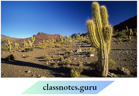 Class 6 Science Chapter 6 The Living Organisms The Leaves Of The Cactus Help it To Survie In Its Habitat