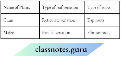 Getting To Know Plants The types of roots and leaf venation.