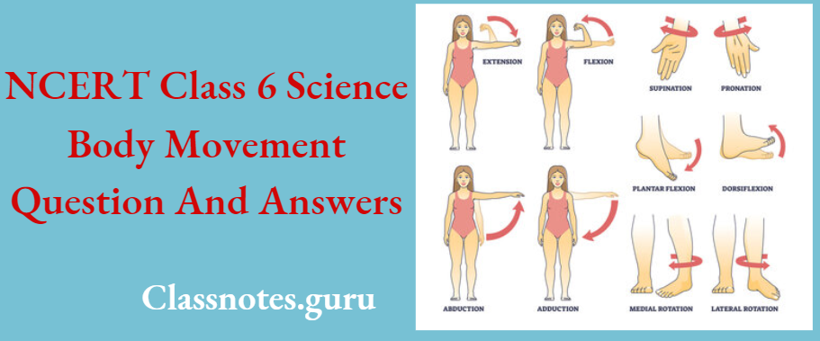 NCERT Class 6 Science Chapter 5 Body Movements Question And Answers