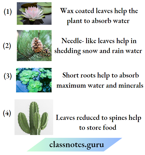The Living Organisms Fuctions Of Plant Part