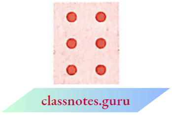 NCERT Notes For Class 6 Math Chapter 3 Playing With Numbers 2 Marble In Each Row