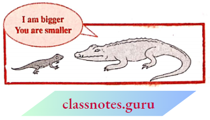 NCERT Notes For Class 6 Maths Chapter 12 Ratio And Proportion Crocidil And Lizard Measurments
