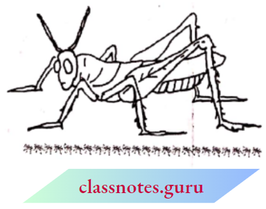 NCERT Notes For Class 6 Maths Chapter 12 Ratio And Proportion Grasshoppers Length