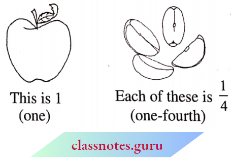 NCERT Notes For Class 6 Maths Chapter 7 Fraction One Of Fourth
