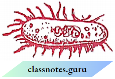 NCERT Solutions For Class 8 Maths Chapter 10 Direct And Inverse Proportions A Photograph Of A Bacteria Enlarged Actual Length