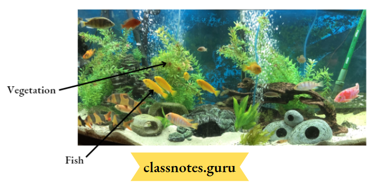 Environment Ecosystem What Are Its Components Aquarium