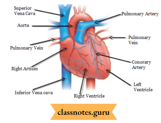 Transportation External View Of Heart 1