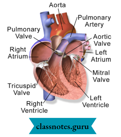 Transportation Sectional View Of Human Heart