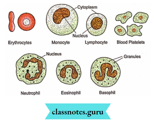 Transportation Types Of Blood Cells