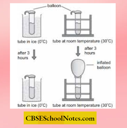 CBSE Class 8 Science Chapter 2 Temperature Effect Balloon Experiment