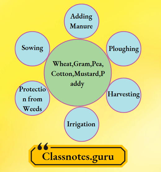 NCERT Solutions For Class 8 Science Chapter 1 Agricultural Practices for Crop Cultivation