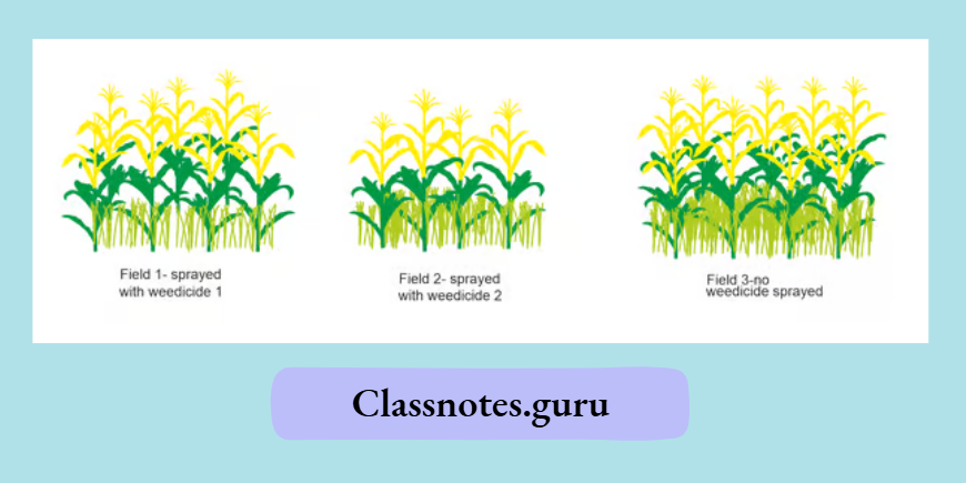 NCERT Solutions For Class 8 Science Chapter 1 Field Treatments with Different Weedicides