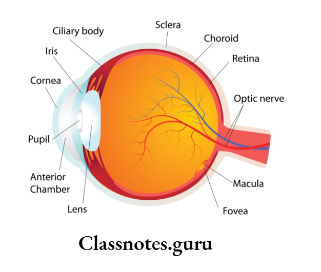 NCERT Solutions For Class 8 Science Chapter 13 Light MCQs Retina