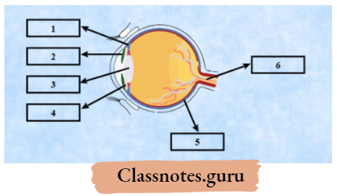 NCERT Solutions For Class 8 Science Chapter 13 Parts of the Eye Diagram