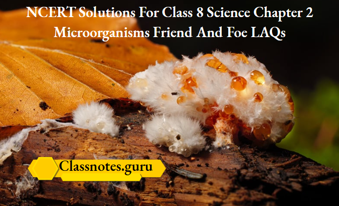 NCERT Solutions For Class 8 Science Chapter 2 Microorganisms Friend And Foe LAQs