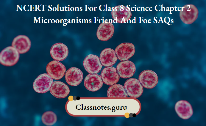 NCERT Solutions For Class 8 Science Chapter 2 Microorganisms Friend And Foe SAQs