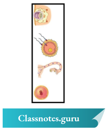 NCERT Solutions For Class 8 Science Chapter 6 Human Embryonic Development