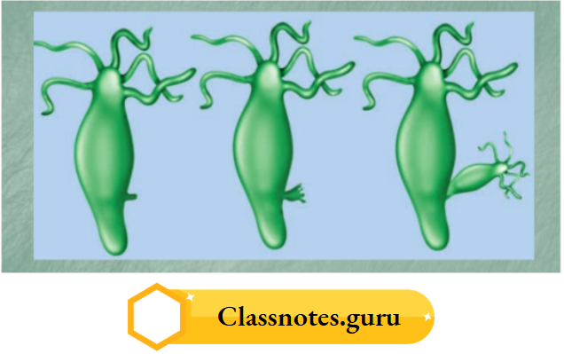 NCERT Solutions For Class 8 Science Chapter 6 Hydra Budding Process
