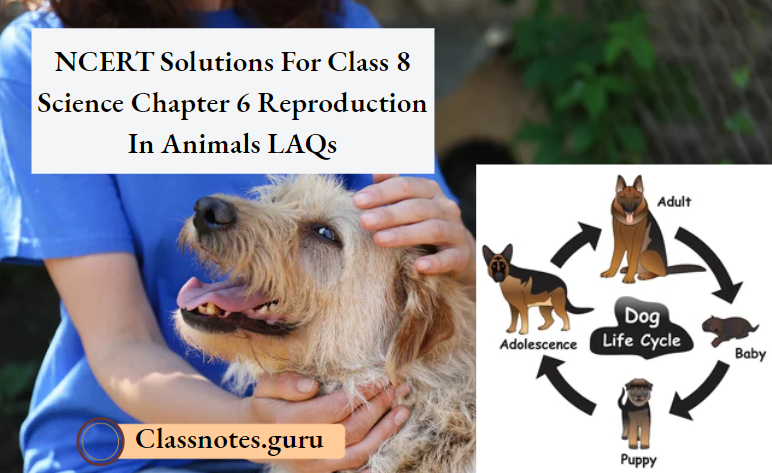 NCERT Solutions For Class 8 Science Chapter 6 Reproduction In Animals LAQs