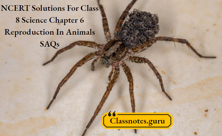 NCERT Solutions For Class 8 Science Chapter 6 Reproduction In Animals SAQs