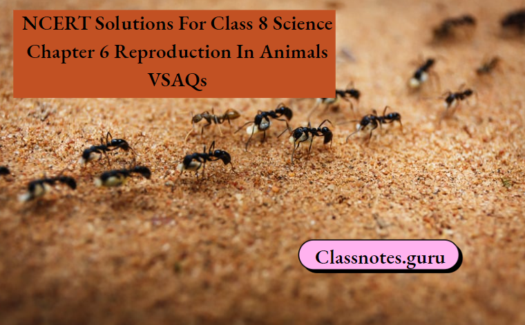 NCERT Solutions For Class 8 Science Chapter 6 Reproduction In Animals VSAQs