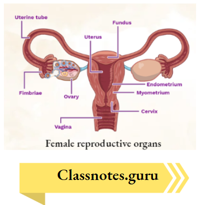 NCERT Solutions For Class 8 Science Chapter 6 Reproductive Organs Diagram