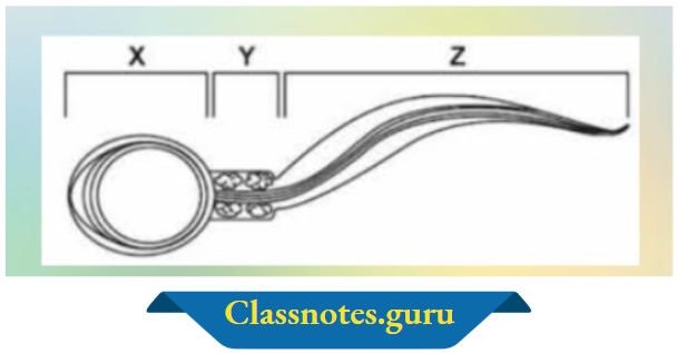 NCERT Solutions For Class 8 Science Chapter 6 Salmon Fish 