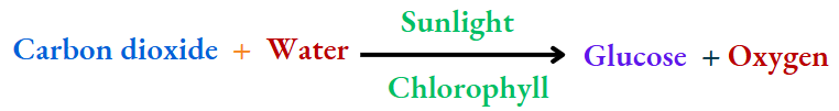 NCERT Class 8 Chemistry Chapter 2 Physical And Chemical Changes Photosynthesis