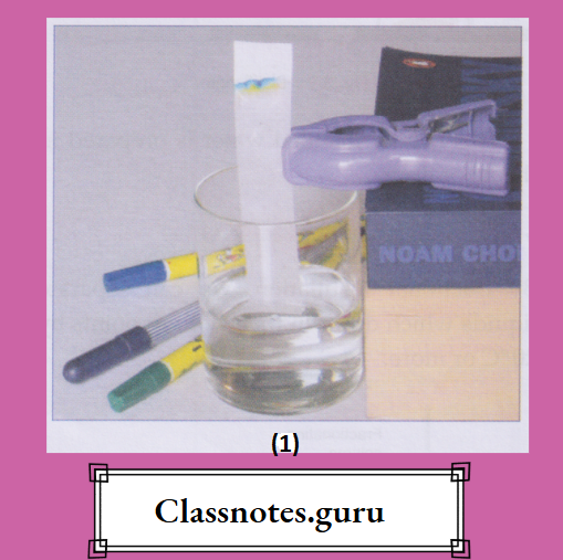 NCERT Class 8 Chemistry Chapter 3 Elements, Compounds And Mixtures Paper Chromatography